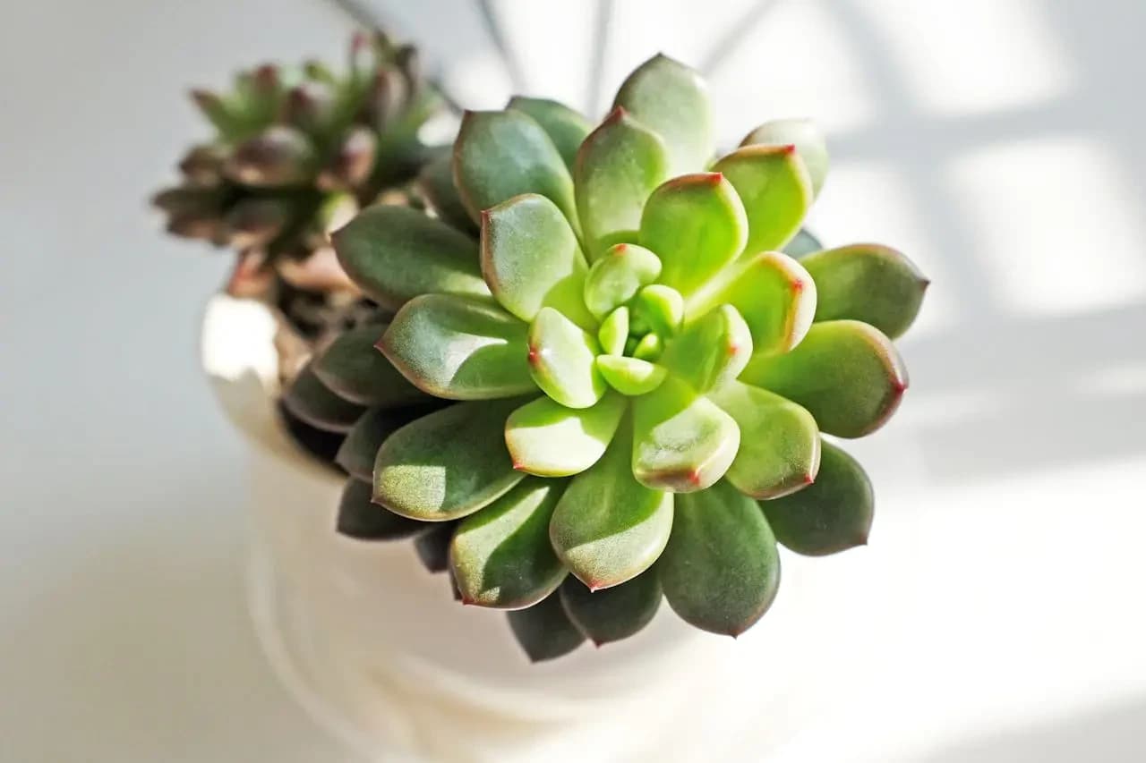 🌿 Echeveria 'Olivia' – Sen Đá Thanh Nhã, Dịu Dàng