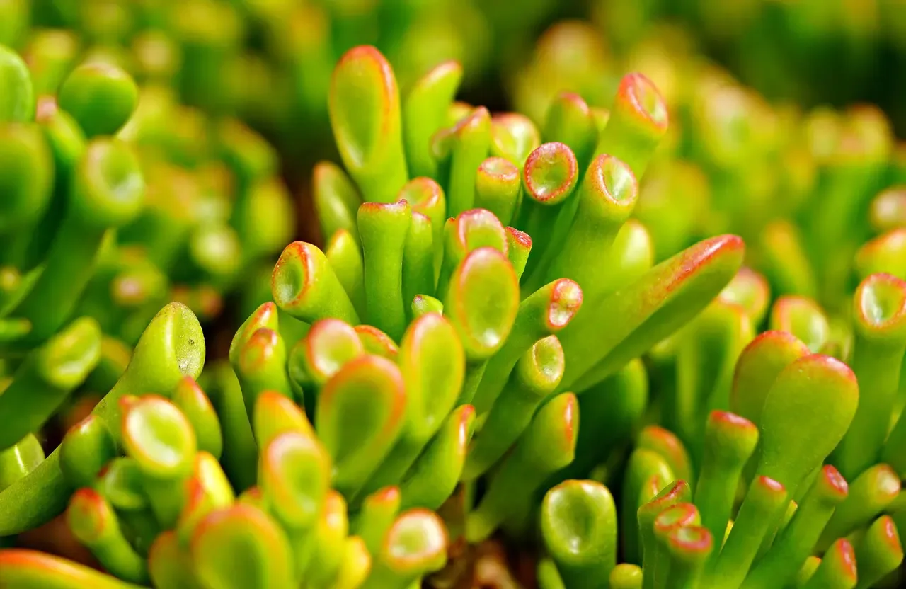 Crassula ‘Gollum’ – Sen đá ngón tay rồng đầy mê hoặc