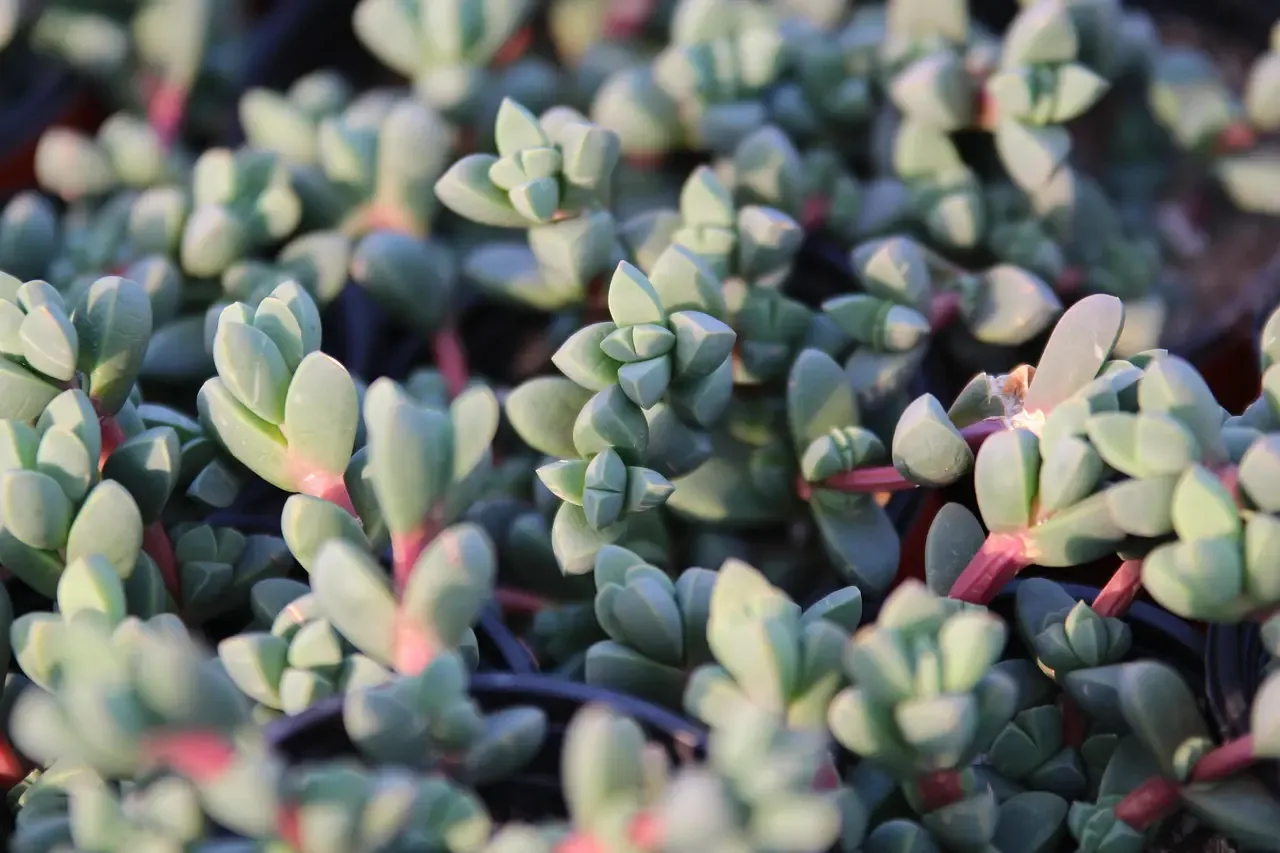 Giới thiệu về Corpuscularia lehmannii (Ice Plant)