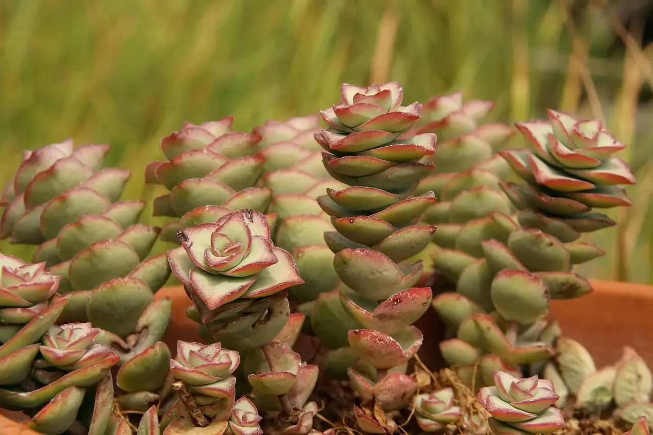 Crassula Perforata – Sen Đá Xiên Thịt: Đặc Điểm & Cách Chăm Sóc