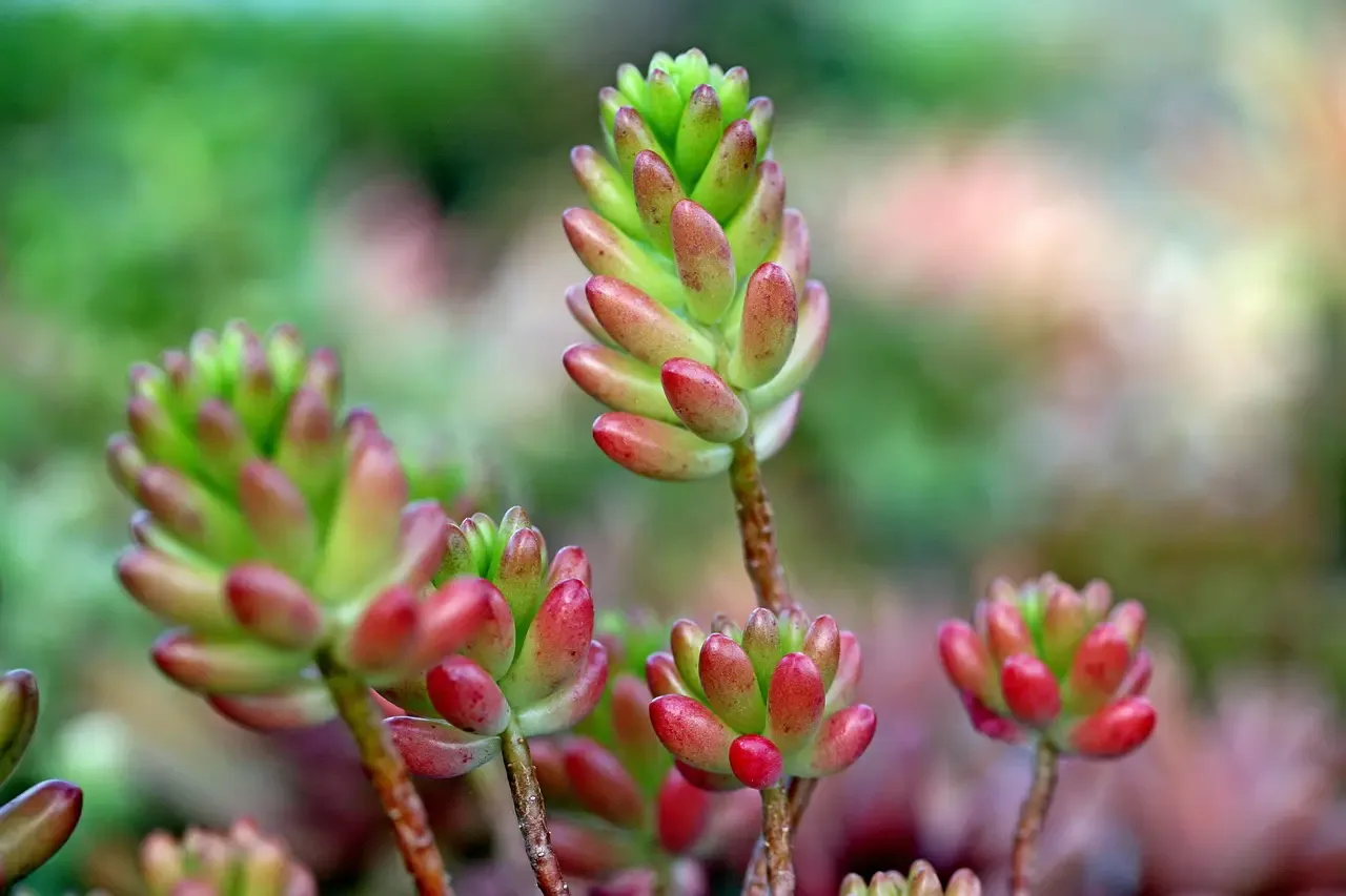 Jelly Bean Plant (Sedum rubrotinctum) - Sen Đá Thạch Ngọc